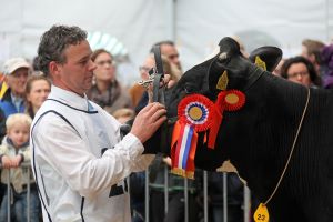 koeienshow, foto gemeente Woerden Alex de Kuijper